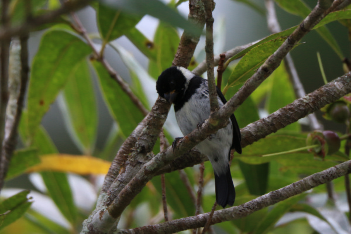 Variable Seedeater - ML132743061