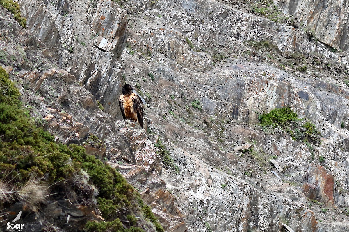 Bearded Vulture - Soar Excursions