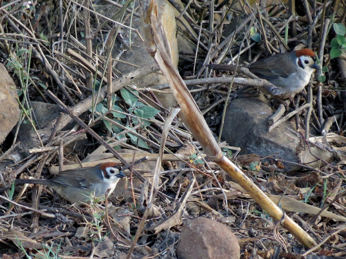 White-faced Ground-Sparrow - ML132744971