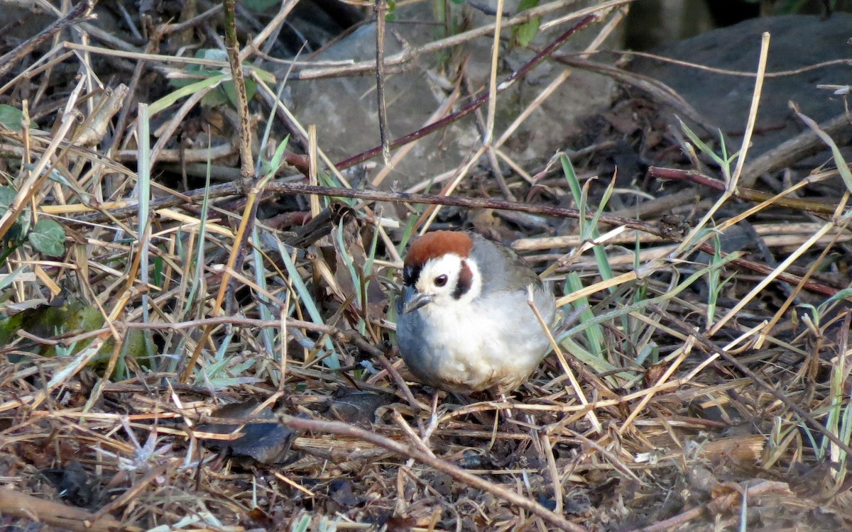 White-faced Ground-Sparrow - ML132745251