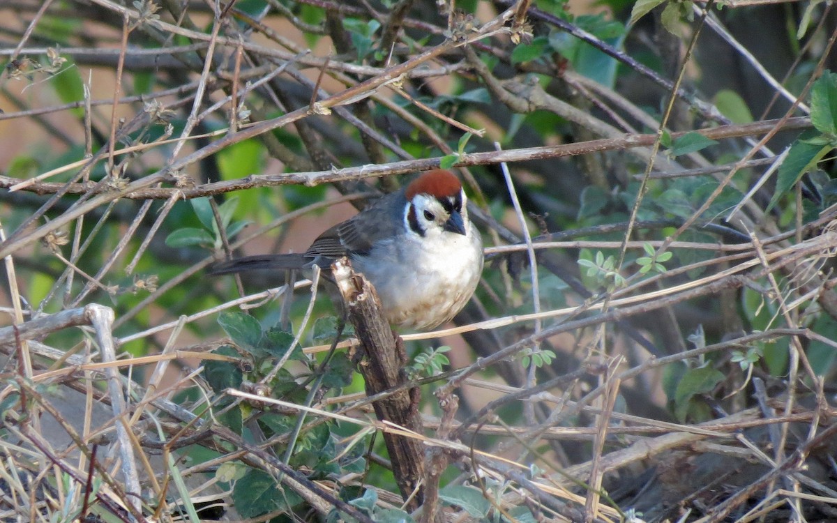 White-faced Ground-Sparrow - ML132746301