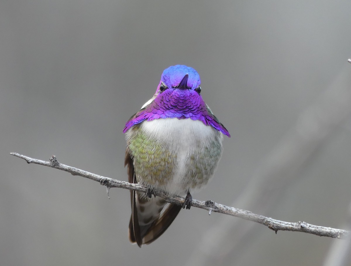 Costa's Hummingbird - Acadia Kocher