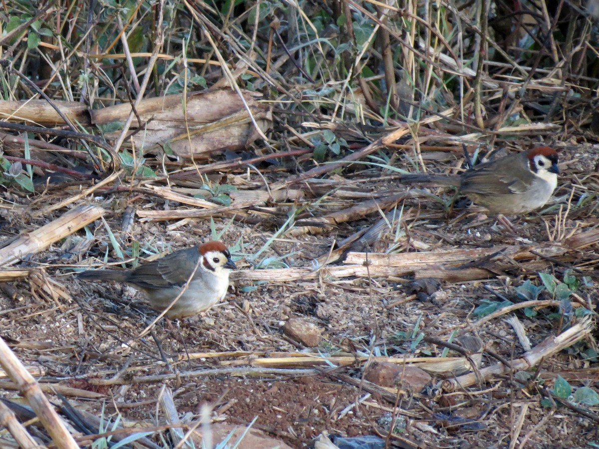 White-faced Ground-Sparrow - ML132746911