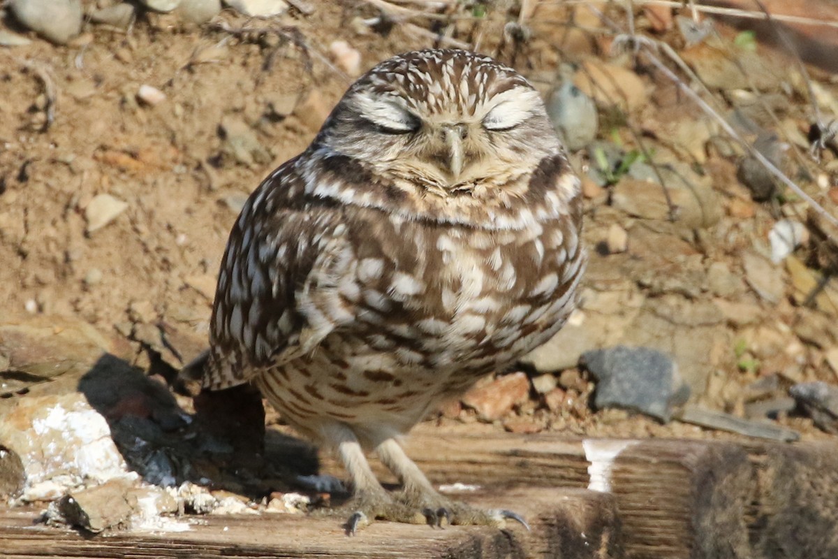 Burrowing Owl - ML132747651