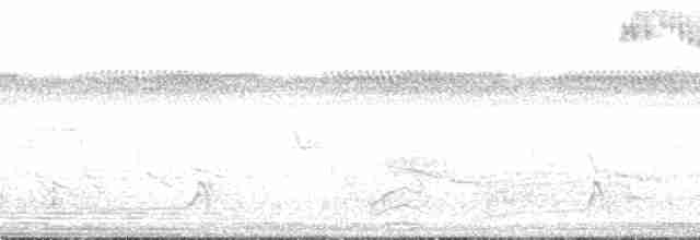Graubrust-Dickichtschlüpfer - ML132751
