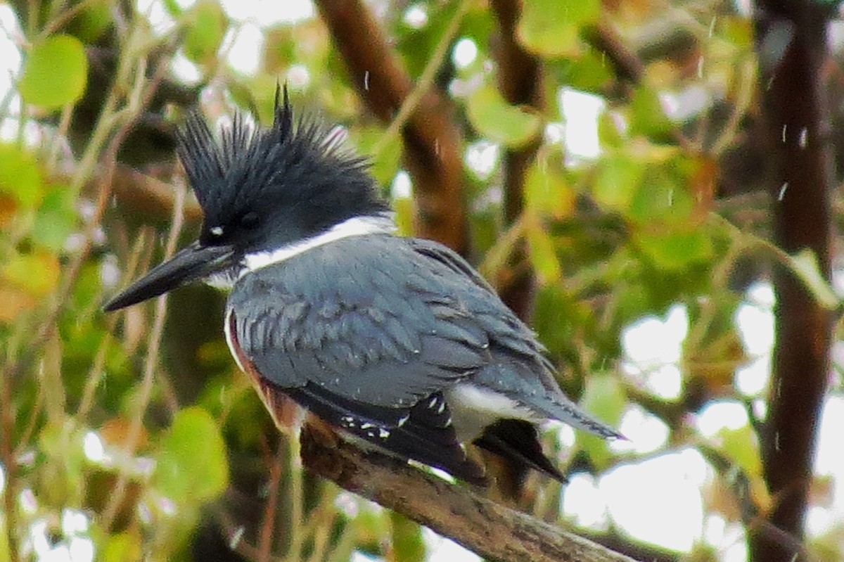 Belted Kingfisher - ML132752341