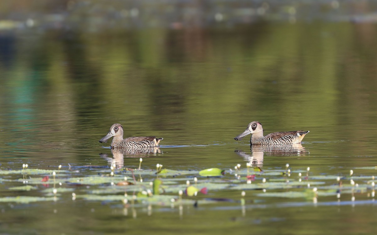 Pink-eared Duck - Ged Tranter