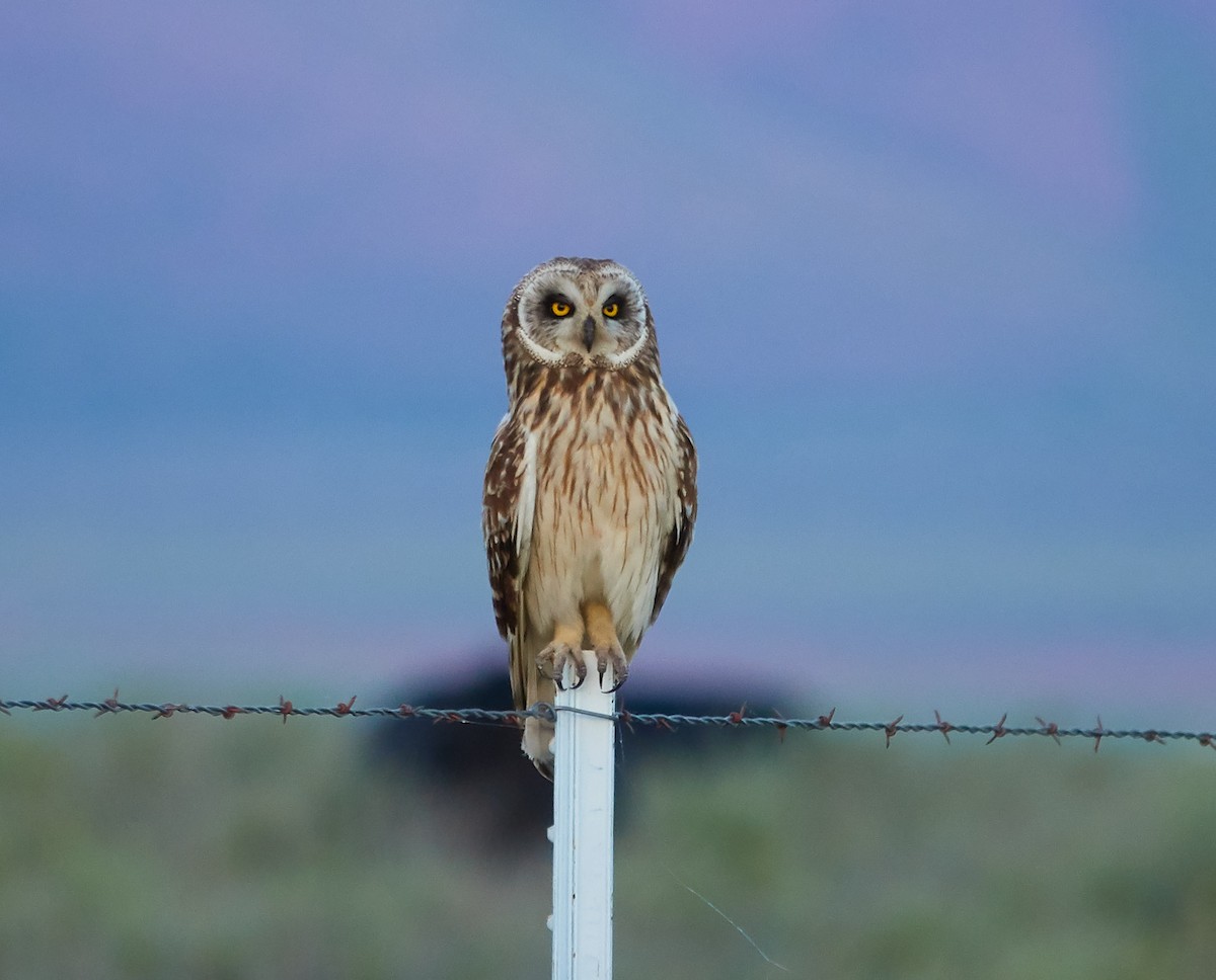 Short-eared Owl - ML132757511