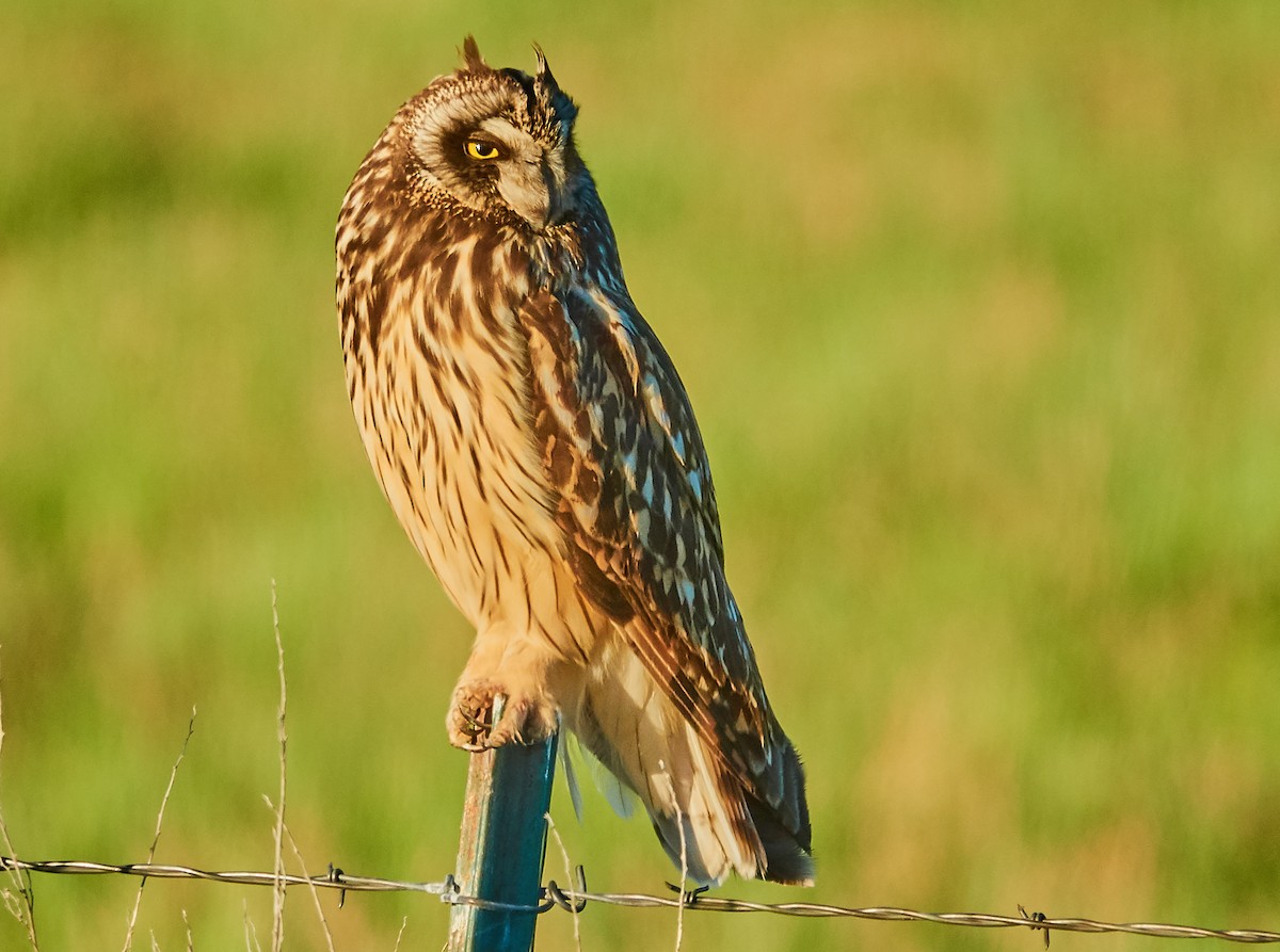 Short-eared Owl - ML132757521