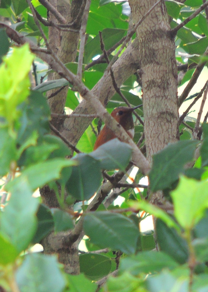 Rufous Hummingbird - ML132759421