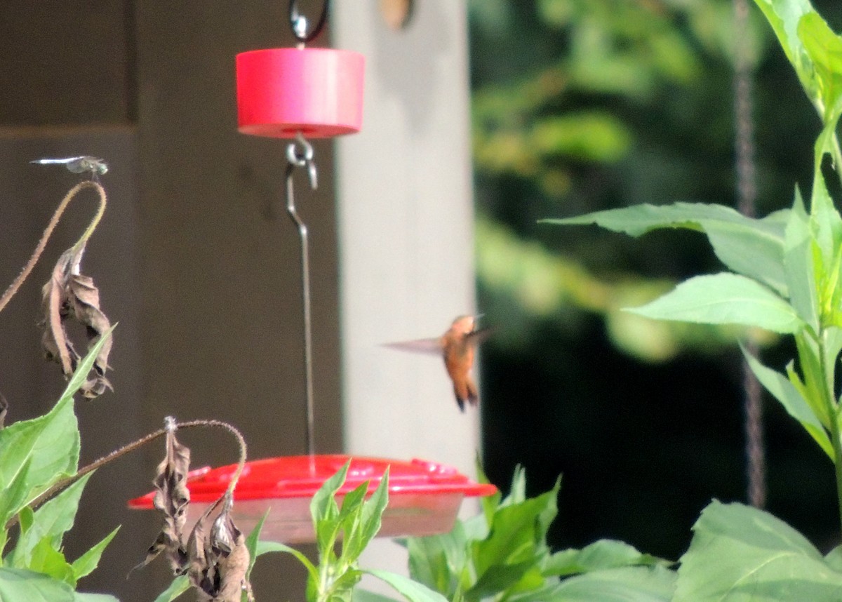 Rufous Hummingbird - ML132759431