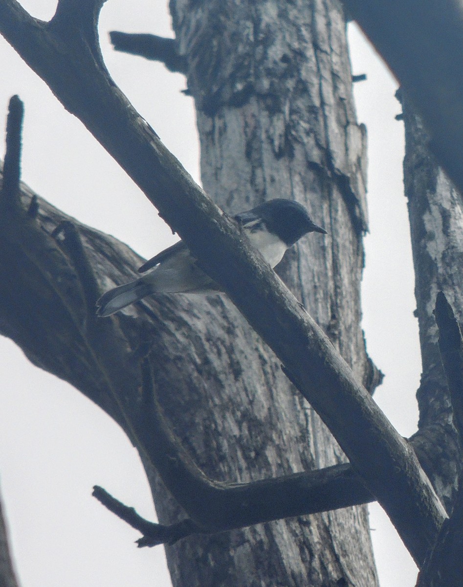 Black-throated Blue Warbler - ML132759461