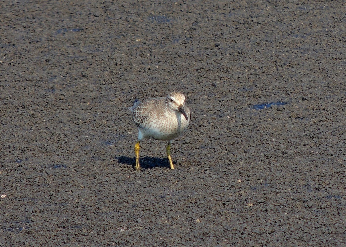 Red Knot - ML132759661