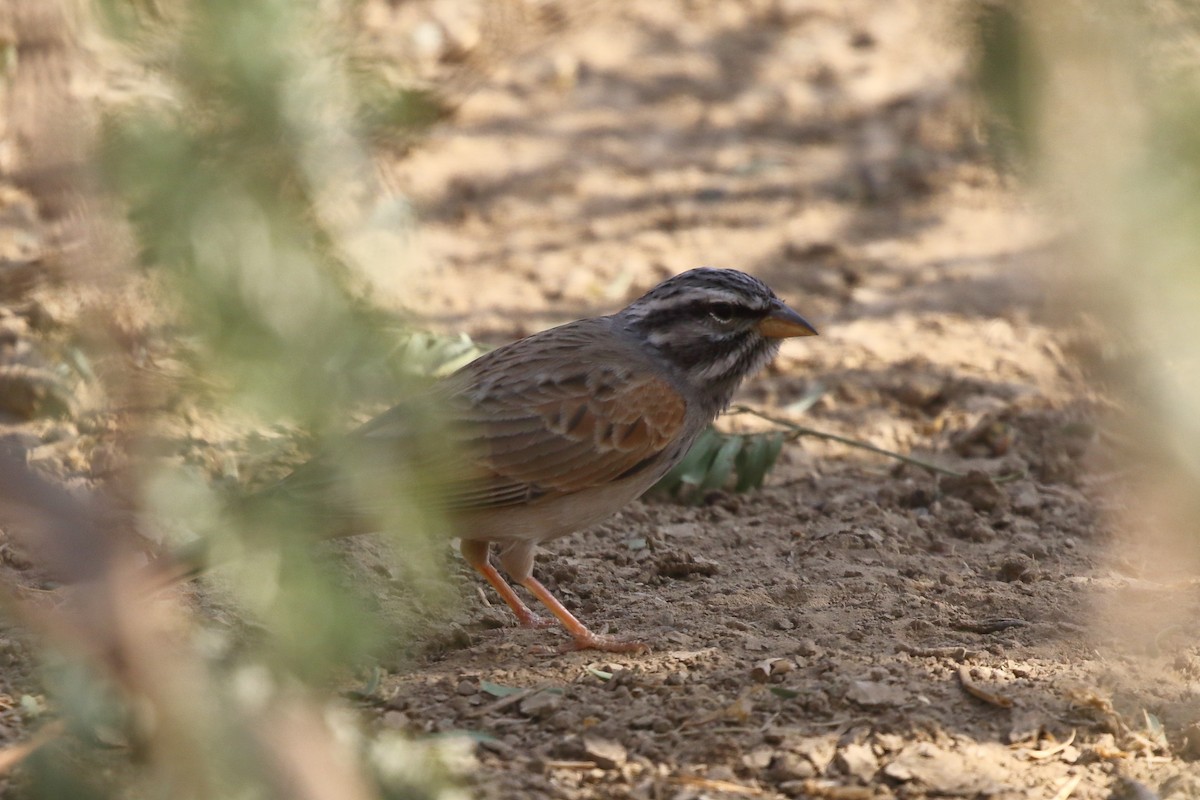 Striolated Bunting - ML132760021