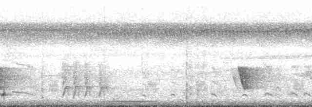 Grallaire oreillarde - ML132761