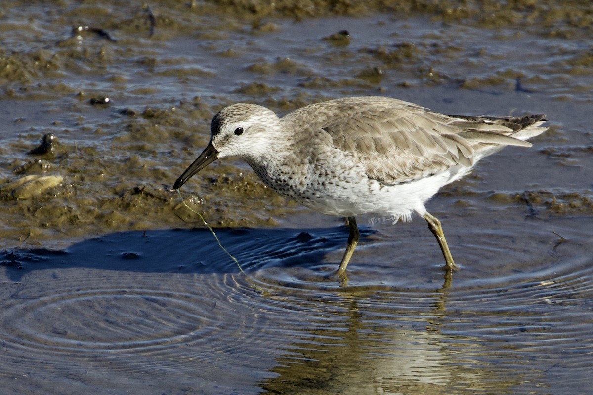 Red Knot - ML132762841