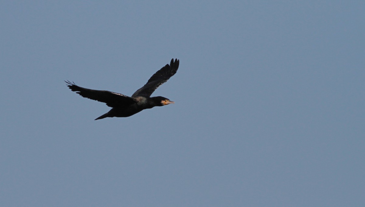 Great Cormorant (Eurasian) - Marshall Iliff