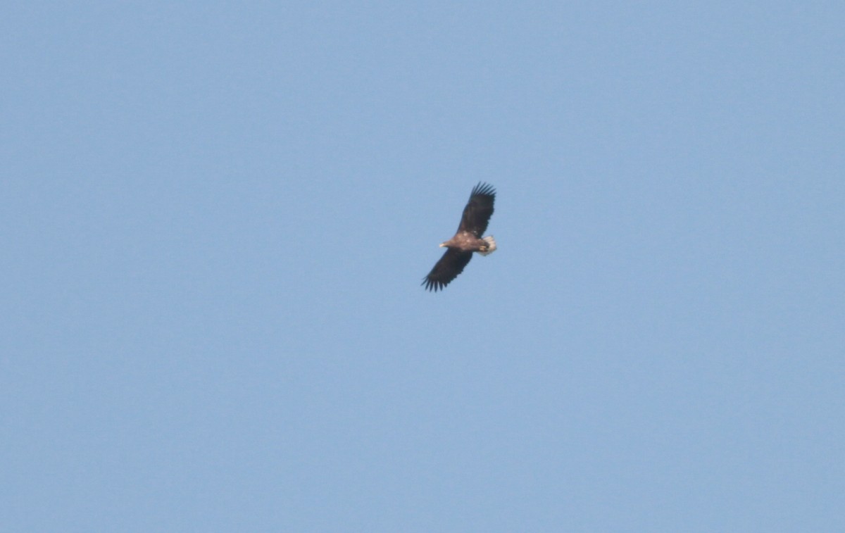 White-tailed Eagle - Marshall Iliff