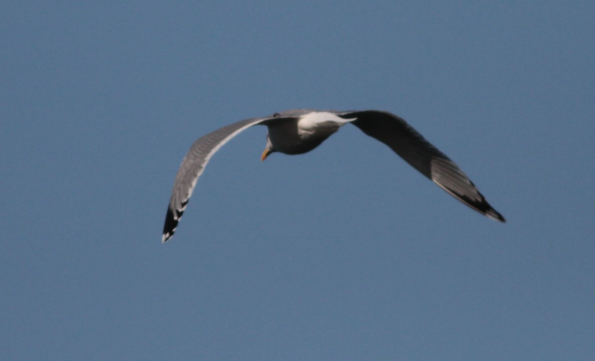 Herring Gull (Mongolian) - Marshall Iliff