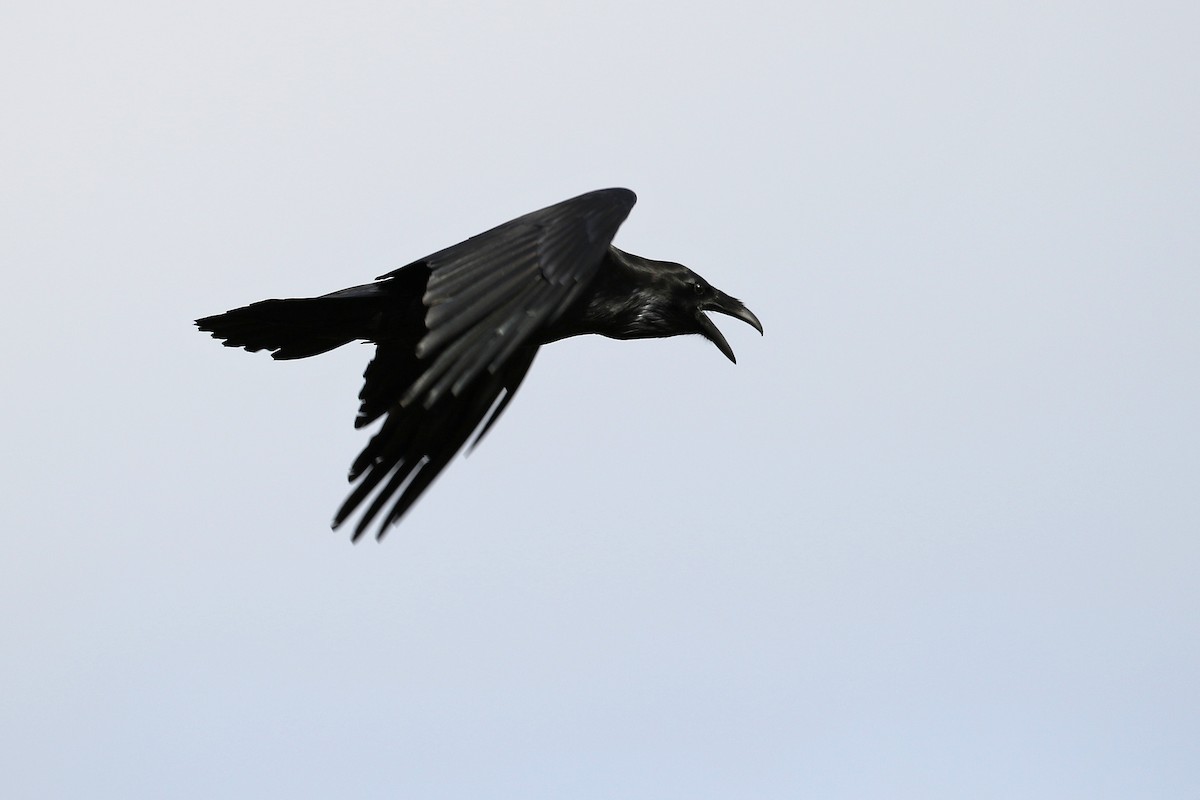 Common Raven - ML132767981