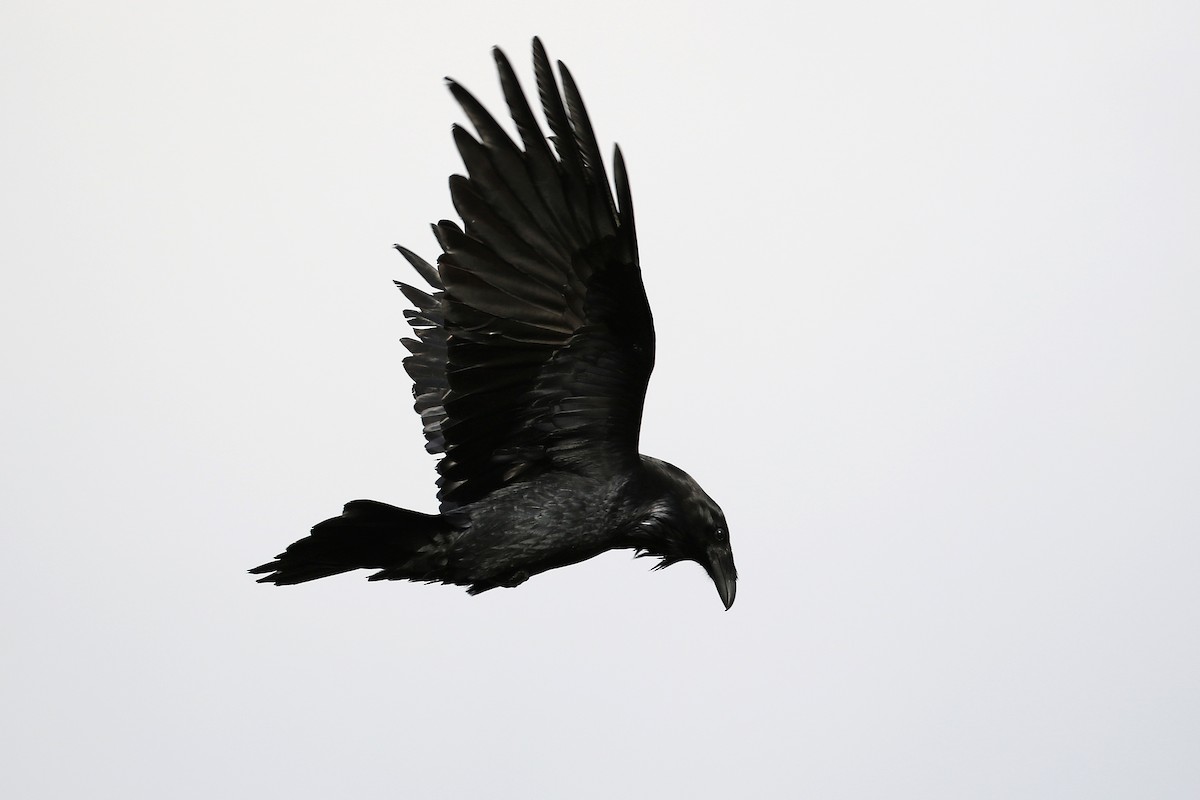 Common Raven - Cameron Eckert