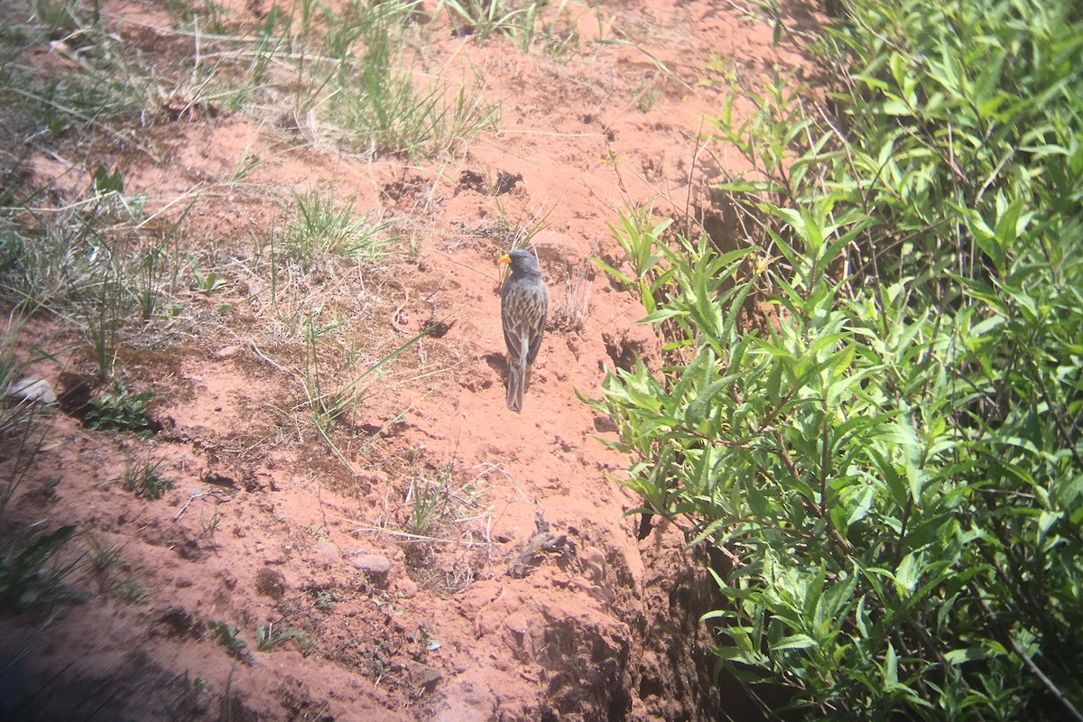 Band-tailed Sierra Finch - ML132768481