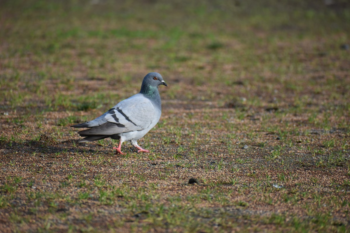 Rock Pigeon (Feral Pigeon) - Alexander Sowers