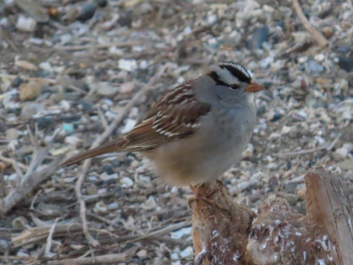 White-crowned Sparrow - ML132771611