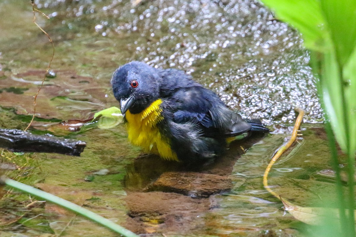 Blue-and-gold Tanager - Blair Dudeck