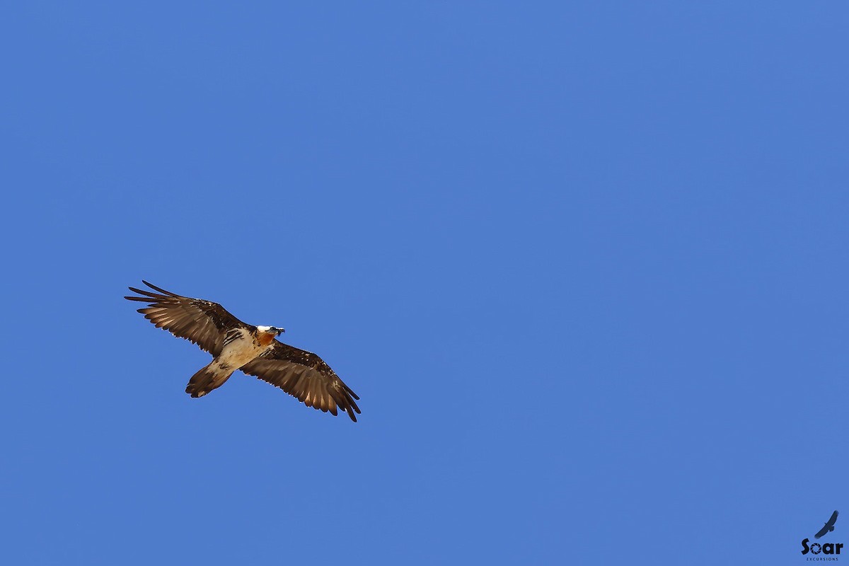Bearded Vulture - Soar Excursions