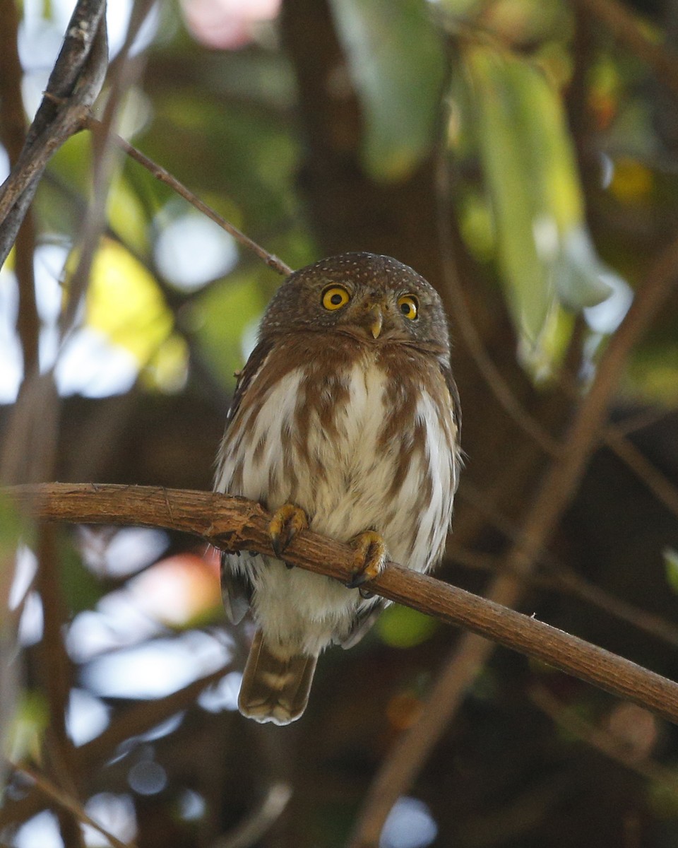 Colima Pygmy-Owl - Laura Keene