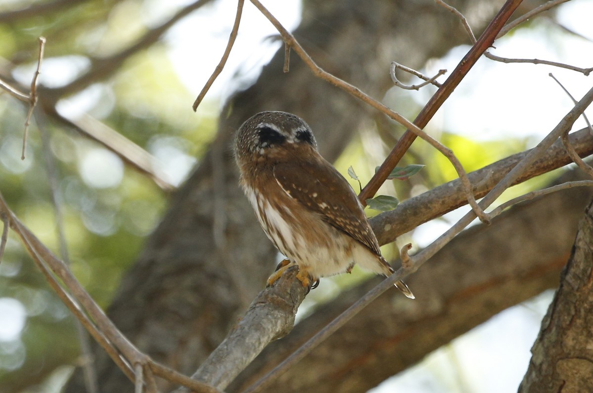 Colima Pygmy-Owl - ML132772841