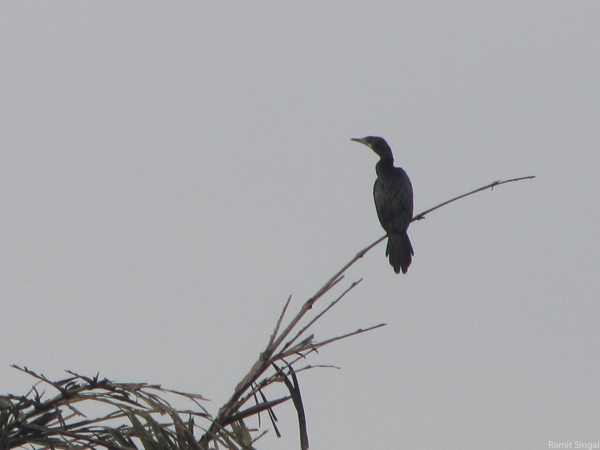 Little Cormorant - Ramit Singal