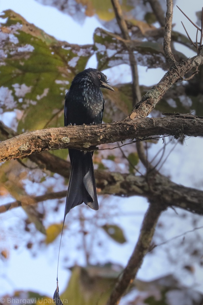 Greater Racket-tailed Drongo - ML132774411