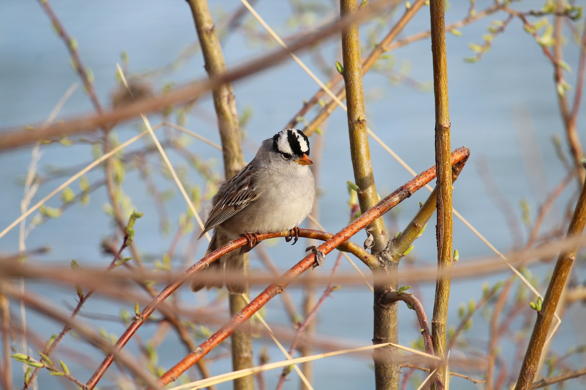 White-crowned Sparrow - Sam Preer