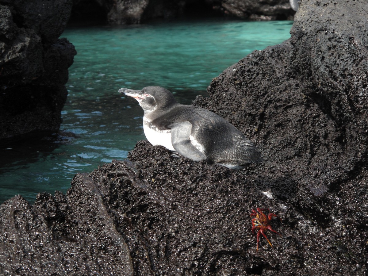 Galapagos Penguin - Michelle Schreder