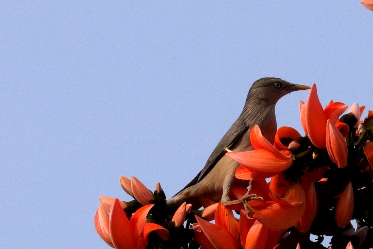 Chestnut-tailed Starling - ML132776431
