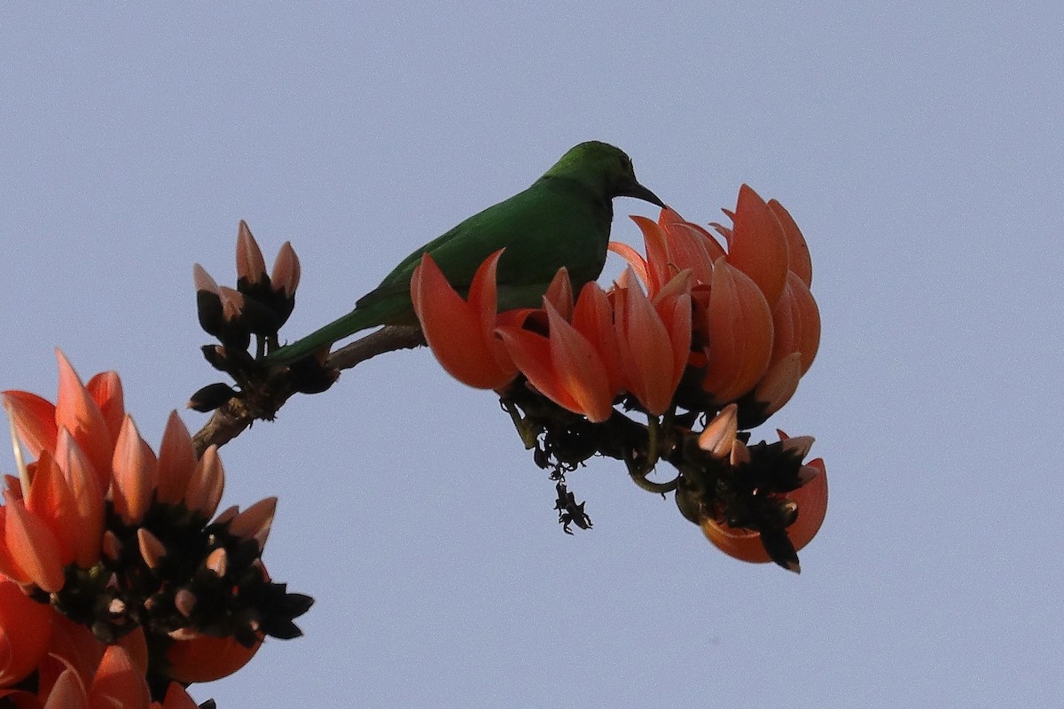 Golden-fronted Leafbird - Bhargavi U