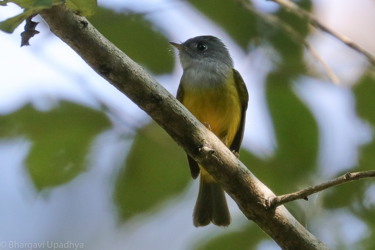 Gray-headed Canary-Flycatcher - Bhargavi U