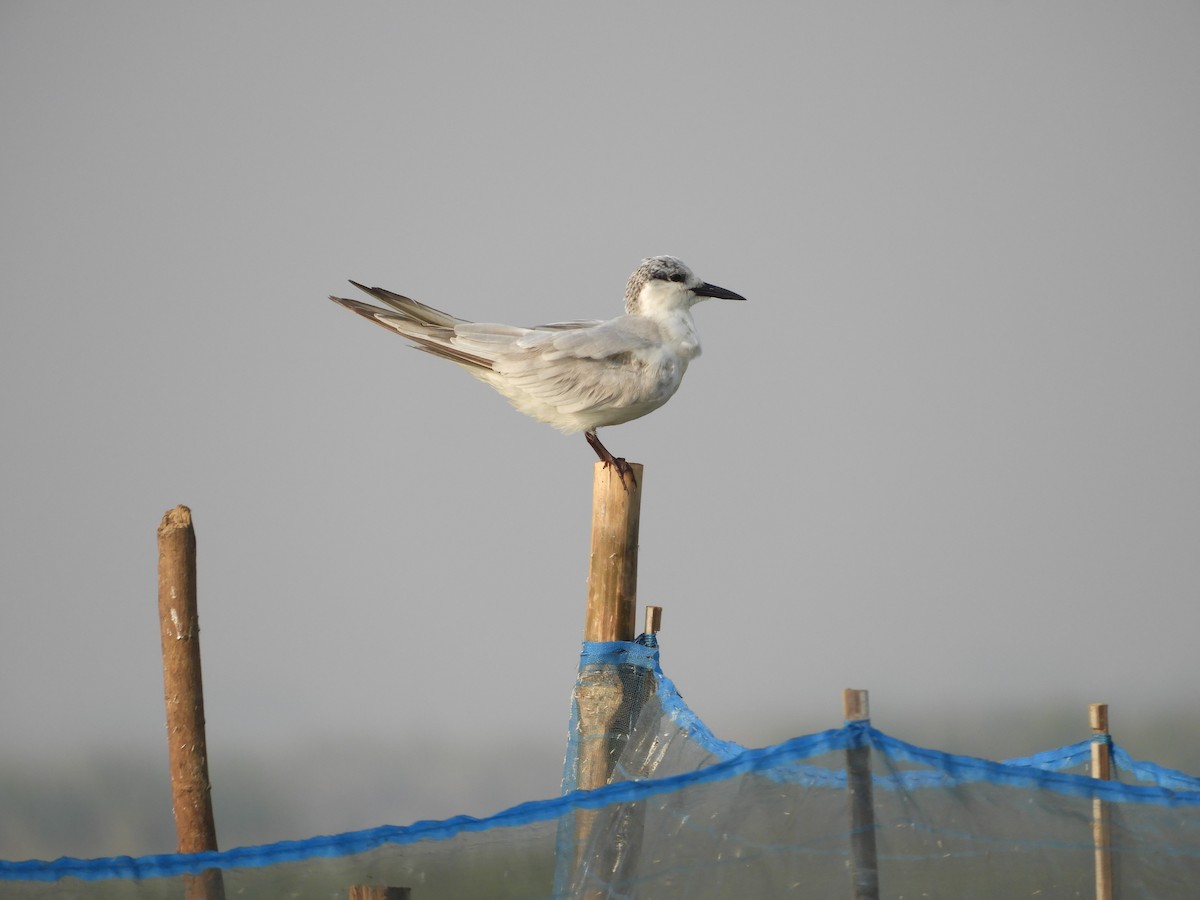 Gull-billed Tern - Agnish   Kumar Das