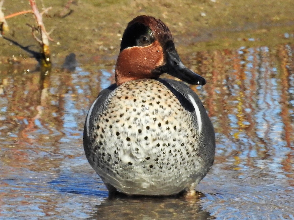 Green-winged Teal - ML132779281
