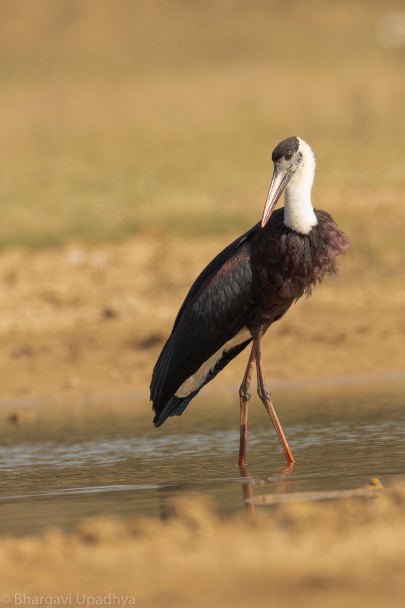Asian Woolly-necked Stork - ML132780471