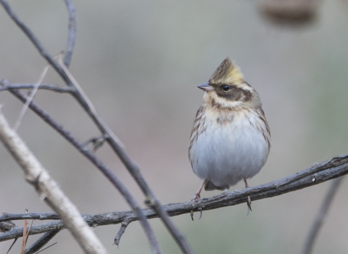Yellow-throated Bunting - Anonymous