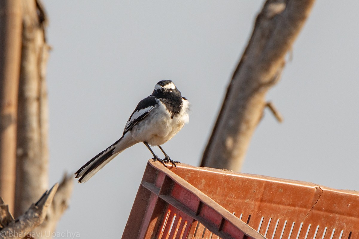 White-browed Wagtail - ML132783011