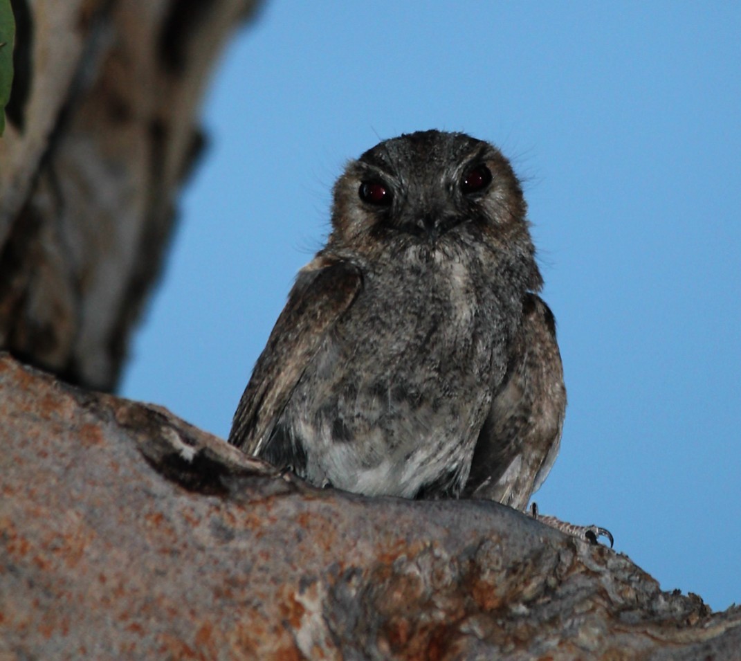 Australian Owlet-nightjar - ML132786801