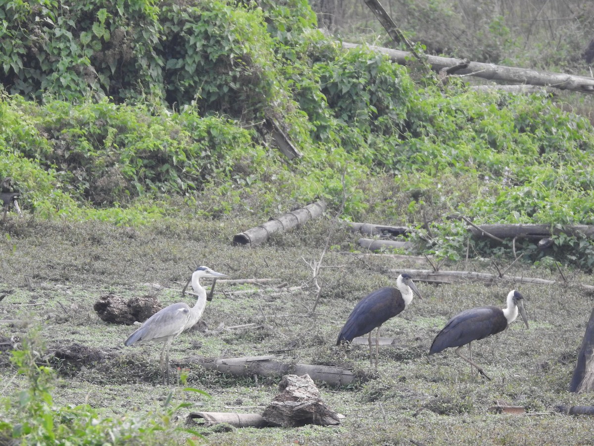 Asian Woolly-necked Stork - Arulvelan Thillainayagam