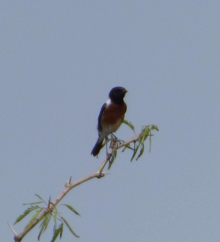 African Stonechat - ML132791301