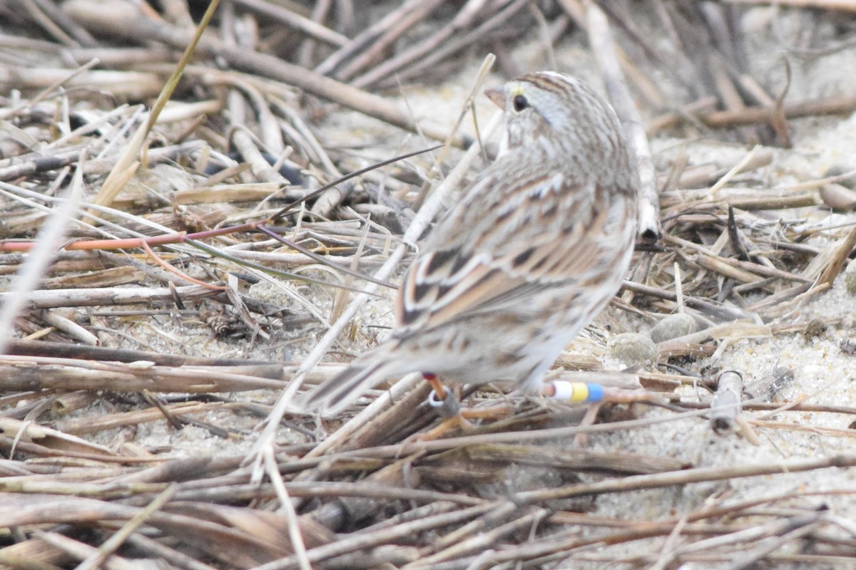 Savannah Sparrow (Ipswich) - ML132794601
