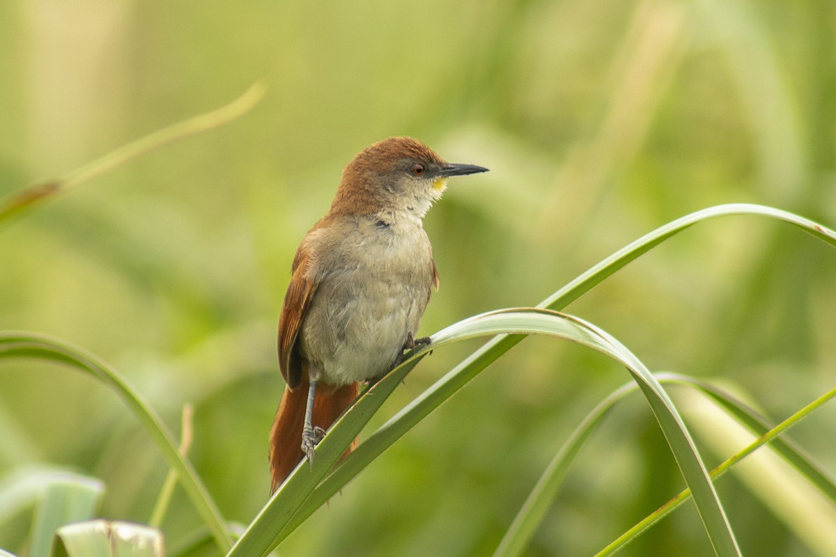 Yellow-chinned Spinetail - Arthur Alves
