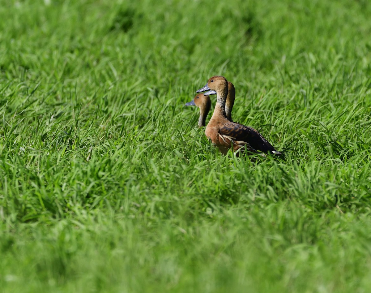 Fulvous Whistling-Duck - ML132802381